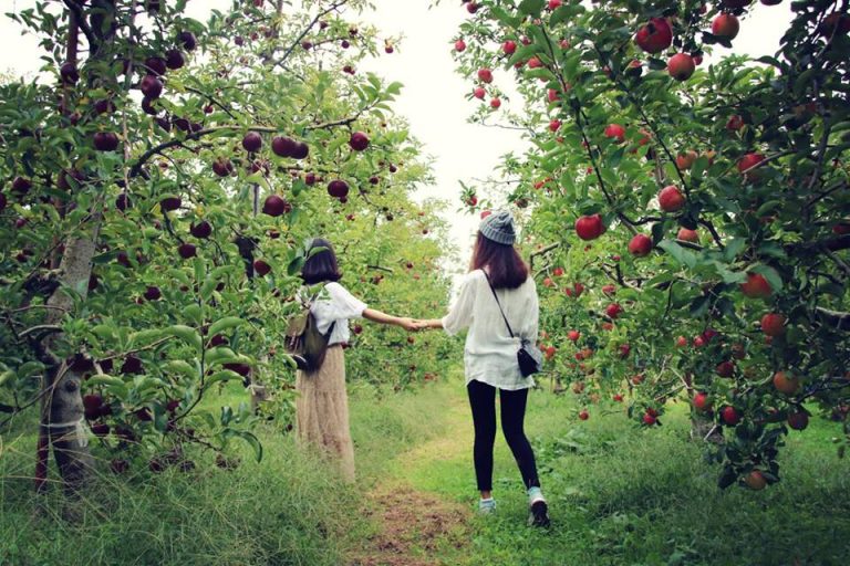 Nhật Bản sắc màu qua lăng kính của các thực tập sinh Hải Phong