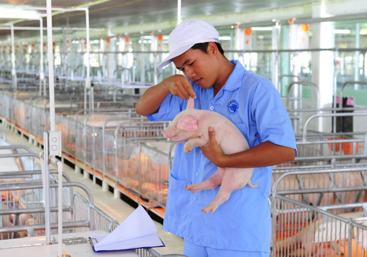 Chăn Nuôi Lợn Tại Nhật Làm Những Công việc Hằng Ngày Nào?