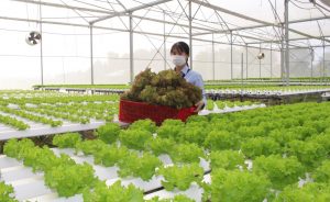 Trồng rau nhà kính tại Nhật có thực sự "làm việc quanh năm"?