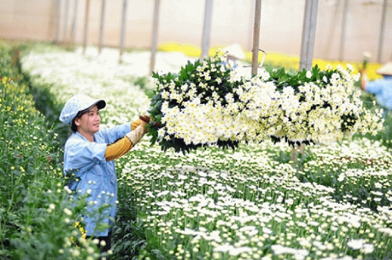 Ngành trồng hoa tại Nhật Bản có gì đặc biệt?
