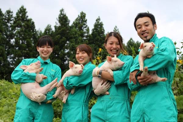 Chi tiết các công việc hằng ngày của lao động chăn nuôi lợn tại Nhật