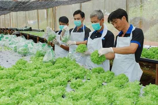 Nhóm Ứng Viên Phù Hợp Nhất Với Đơn Hàng Sơ Chế Rau Củ